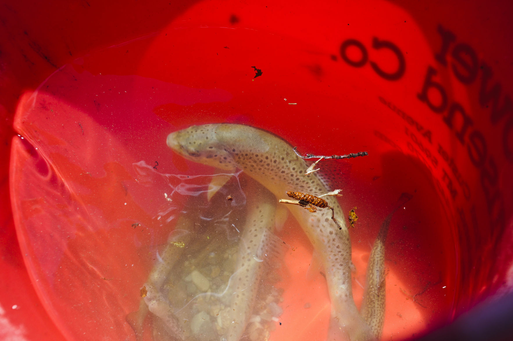 Brown trout sit in a bucket